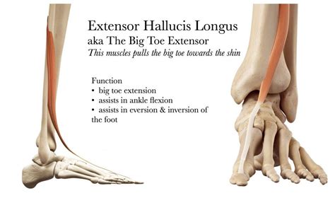 ehl medical abbreviation.